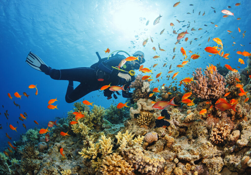 Underwater Scuba diver explore and enjoy Coral reef Sea life