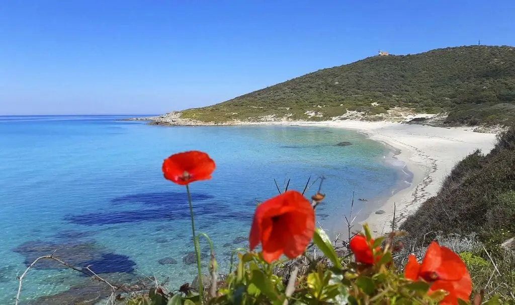 Camping le bodri Plage de Bodri avec eau cristalline et fleurs sauvages (coquelicots) au premier plan.